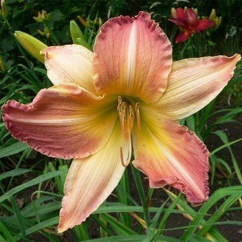 Hemerocallis Abstract Art - Daglelie (Bloei)