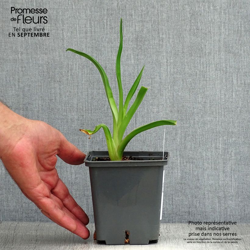 Exemplaar van Hemerocallis Alaqua - Daglelie Pot van 1 l/1,5 l zoals geleverd in de zomer