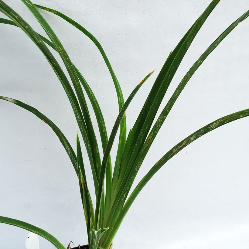 Hemerocallis Alaqua - Daglelie (Foliage)