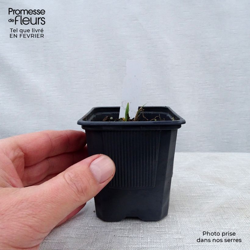 Example of Hémérocalle Alice in Wonderland - Lis d'un Jour jaune citron, coeur vert. Kweekpotje van 8/9 cm as you get in hiver