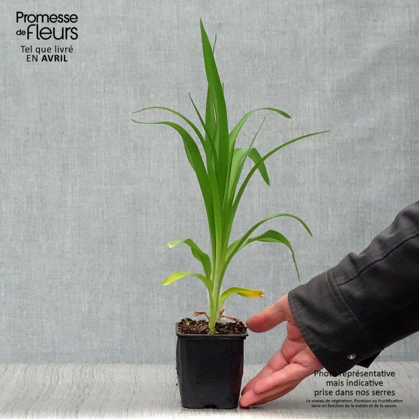 Exemplaar van Hemerocallis Alice in Wonderland - Daglelie Kweekpotje van 8/9 cm zoals geleverd in de lente