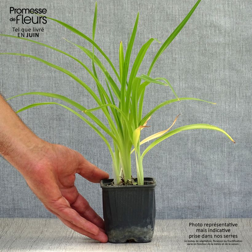 Exemplaar van Hemerocallis Alice in Wonderland - Daglelie Kweekpotje van 8/9 cm zoals geleverd in de zomer