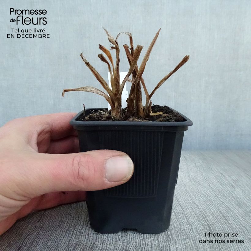 Example of Hémérocalle American Revolution - Lis d'un Jour Kweekpotje van 8/9 cm as you get in hiver