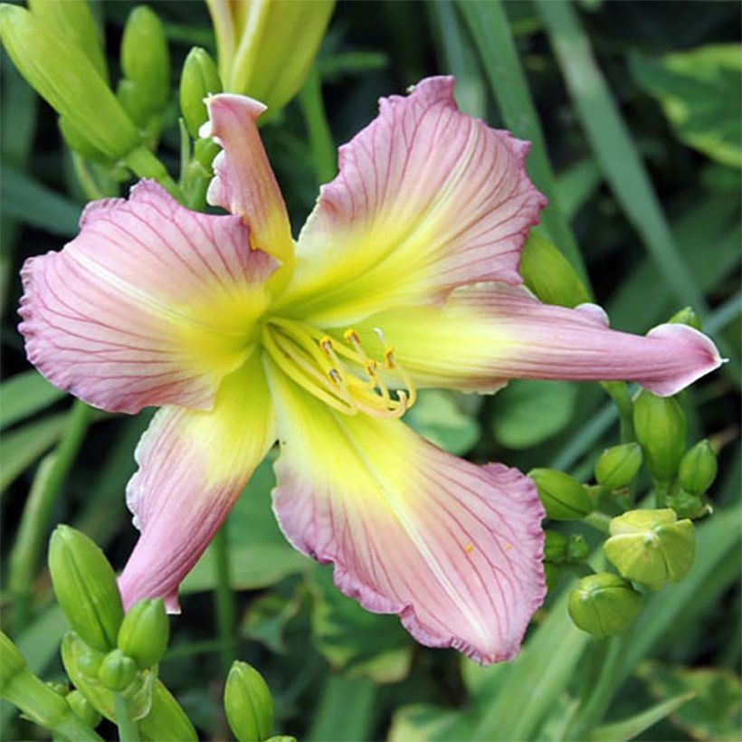 Hemerocallis Amerstone Amethyst Jewel - Daglelie (Bloei)