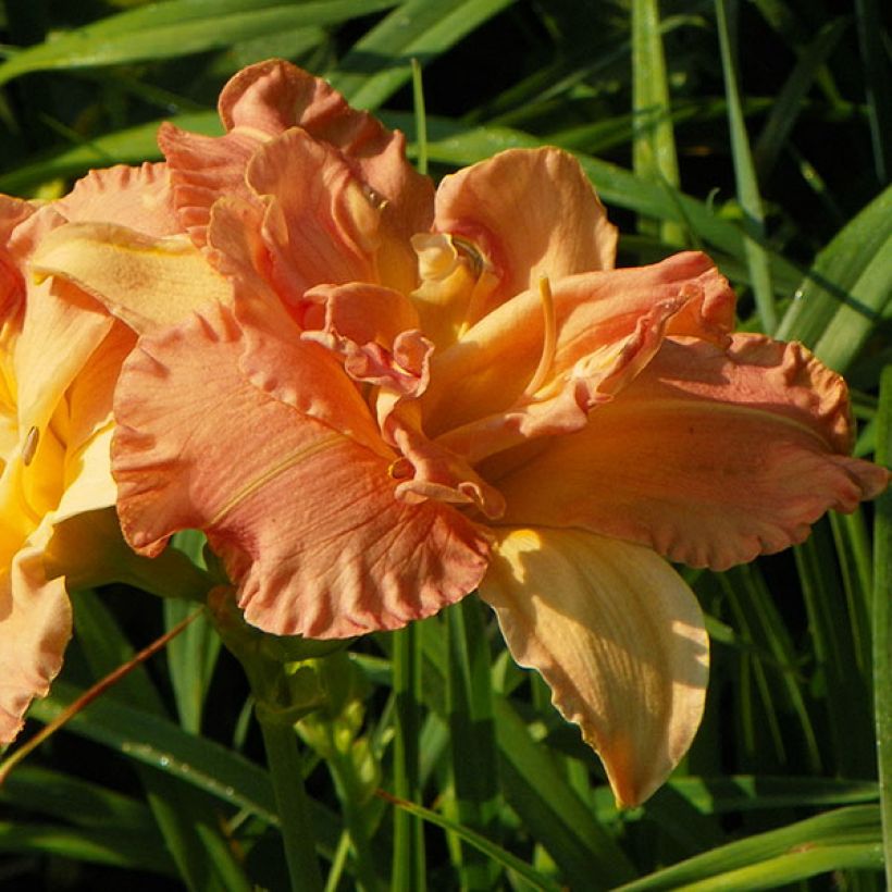 Hemerocallis Angelic Grin - Daglelie (Bloei)