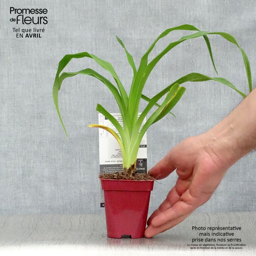 Exemplaar van Hemerocallis Annie Welch - Daglelie Kweekpotje van 7/8 cm zoals geleverd in de lente