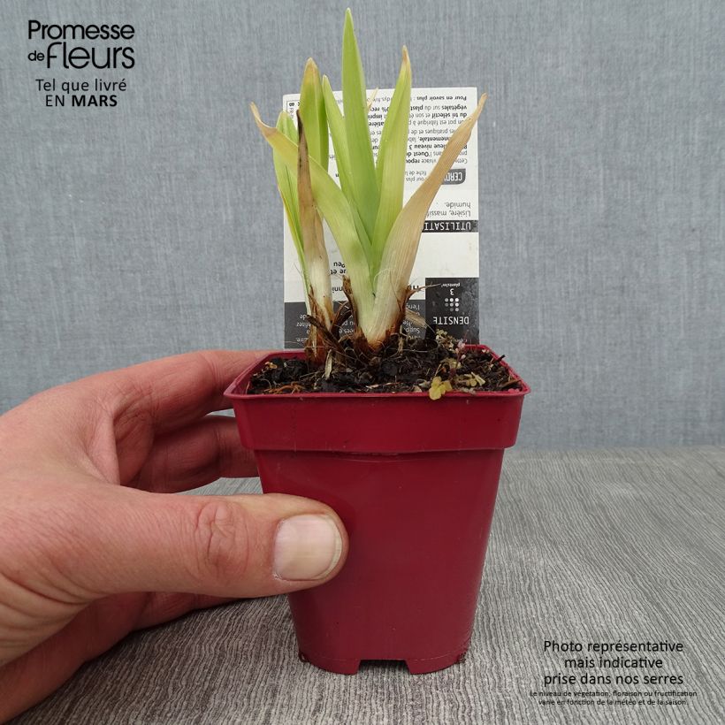 Example of Hémérocalle Annie Welch - Lis d'un Jour Kweekpotje van 7/8 cm as you get in hiver