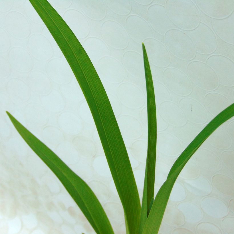 Hemerocallis Apricot Beauty - Daglelie (Foliage)