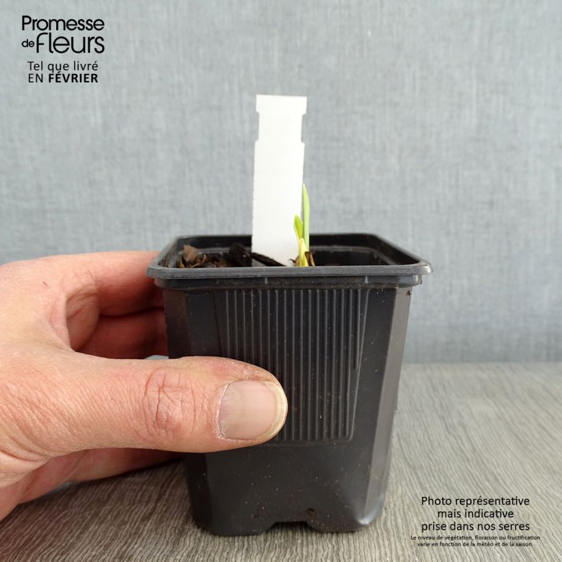 Example of Hémérocalle Apricot Beauty - Lis d'un jour double orange à macule Kweekpotje van 8/9 cm as you get in hiver