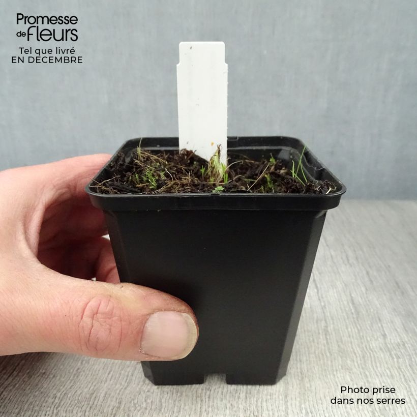 Example of Hemerocallis Arctic Snow - Daglelie Kweekpotje van 8/9 cm as you get in hiver