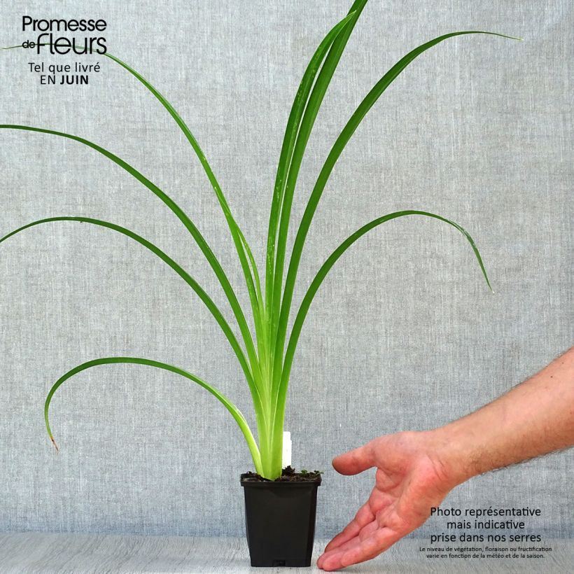 Exemplaar van Hemerocallis Arctic Snow - Daglelie Kweekpotje van 8/9 cm zoals geleverd in de zomer