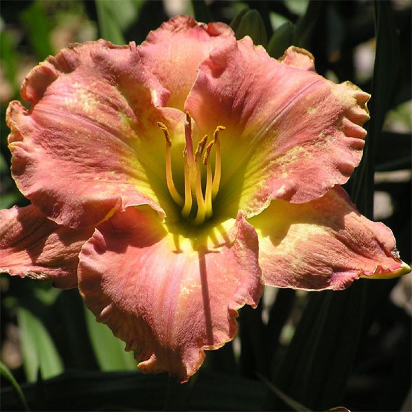 Hemerocallis Awash with Color - Daglelie (Bloei)