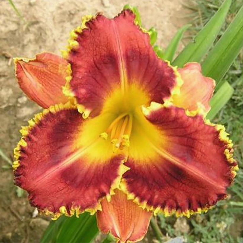 Hemerocallis Baracuda Bay - Daglelie (Bloei)