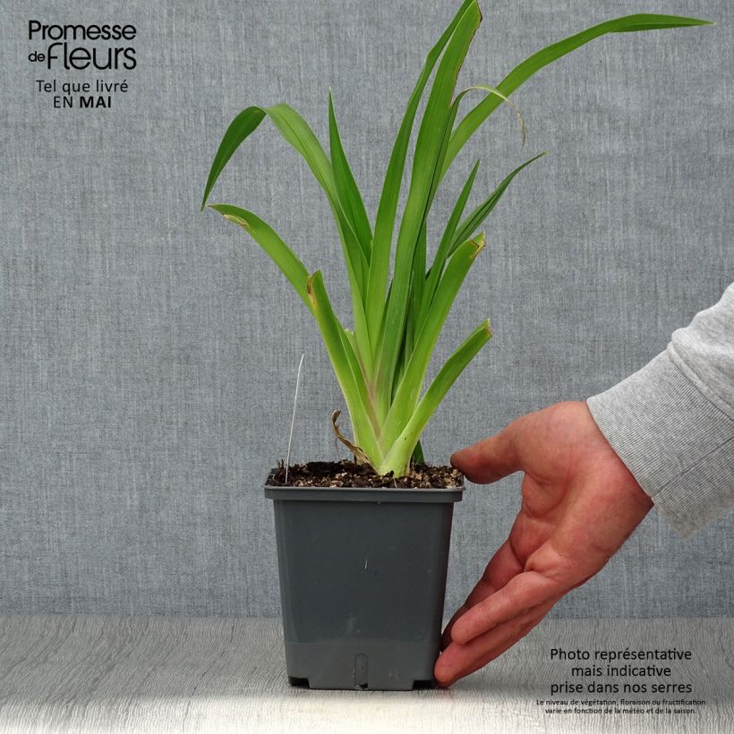 Exemplaar van Hemerocallis Baracuda Bay - Daglelie Pot van 1 l/1,5 l zoals geleverd in de lente