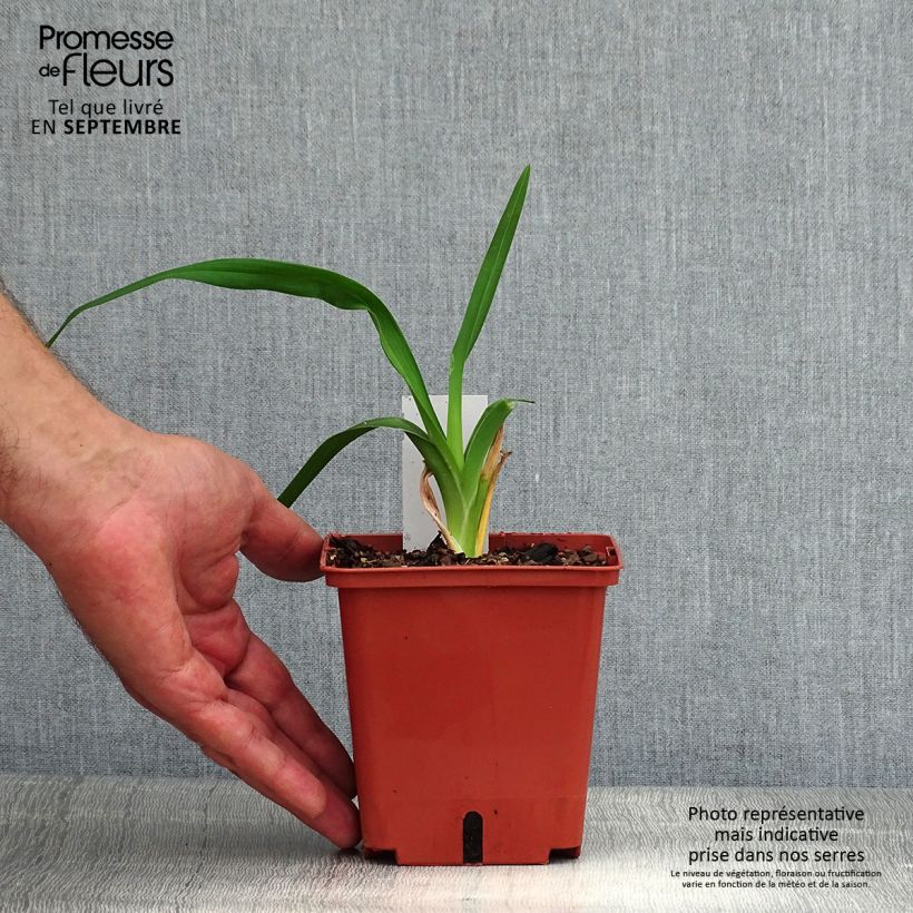 Exemplaar van Hemerocallis Barbara Mitchell - Daglelie Pot van 1 l/1,5 l zoals geleverd in de zomer