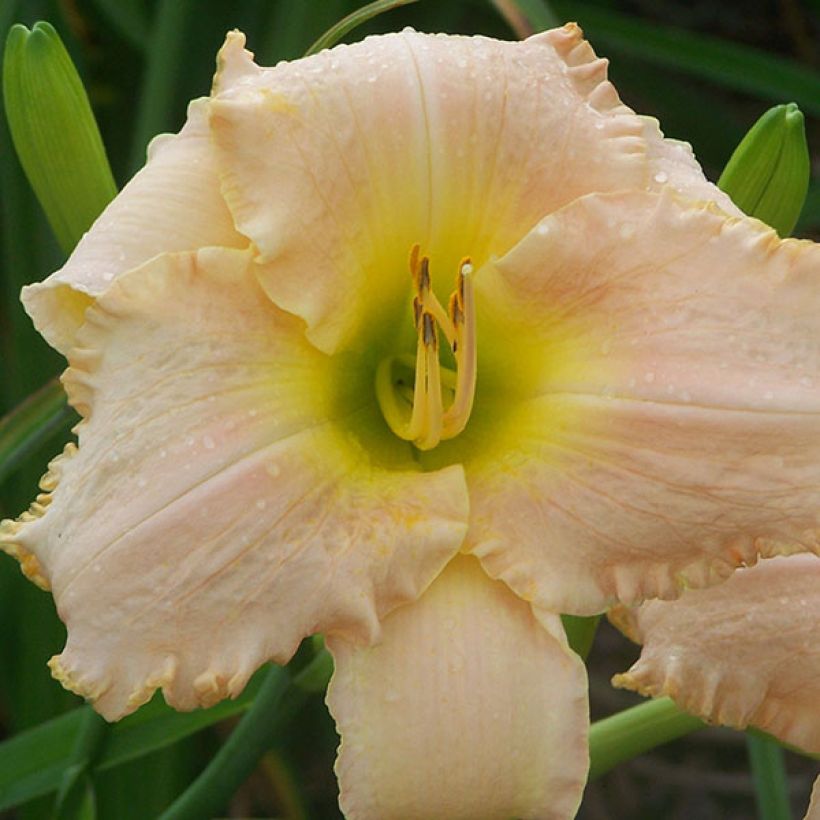 Hemerocallis Bel Air Dawn - Daglelie (Bloei)