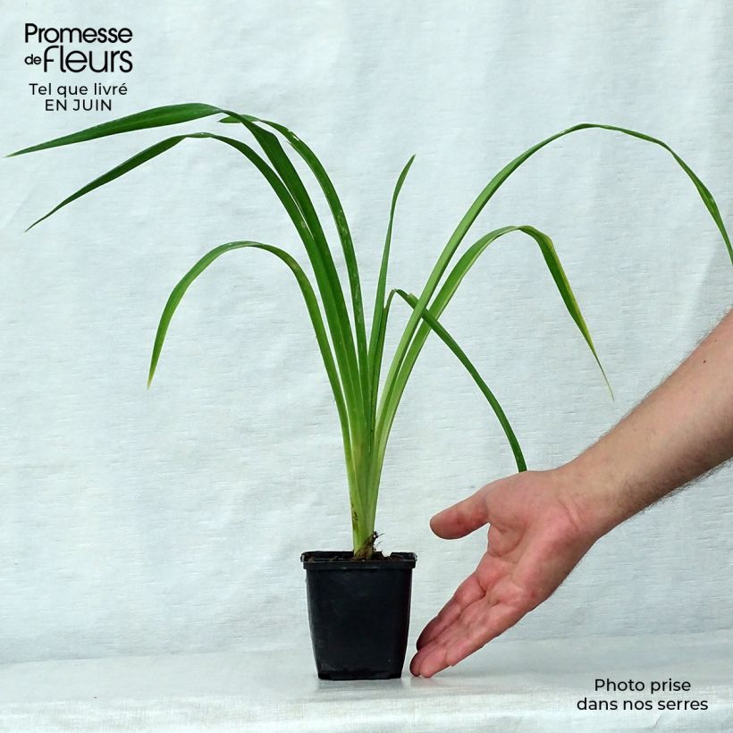 Exemplaar van Hemerocallis Bela Lugosi - Daglelie Pot van 1 l/1,5 l zoals geleverd in de zomer
