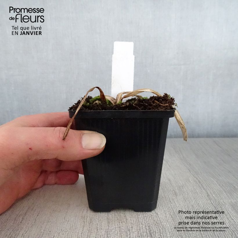 Example of Hémérocalle Bela Lugosi - Lis d'un Jour Pot van 1 l/1,5 l as you get in hiver