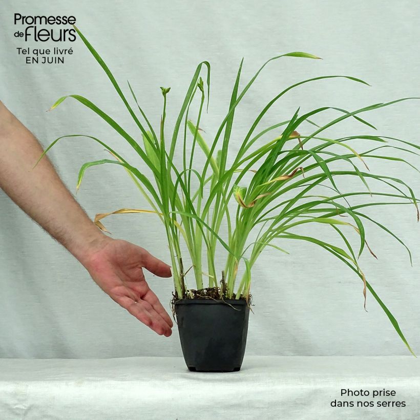 Exemplaar van Hemerocallis Black Prince - Daglelie Kweekpotje van 8/9 cm zoals geleverd in de zomer