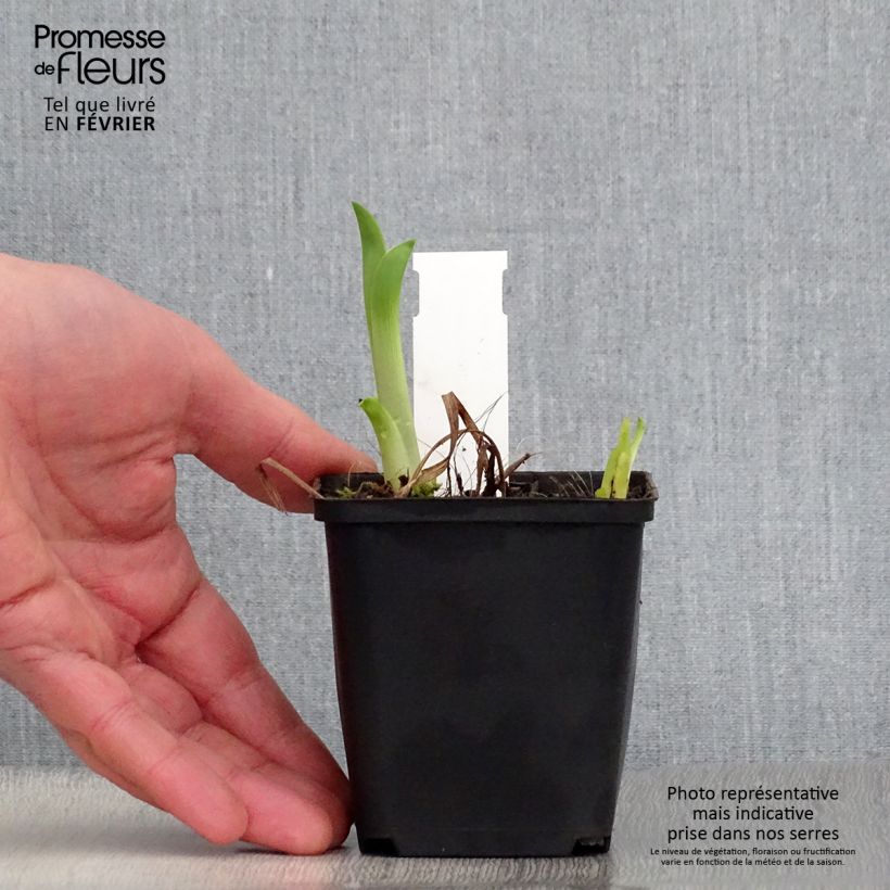 Example of Hemerocallis Black Prince - Daglelie Kweekpotje van 8/9 cm as you get in hiver