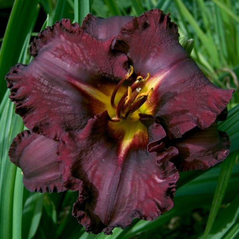 Hemerocallis Black Stockings - Daglelie (Flowering)