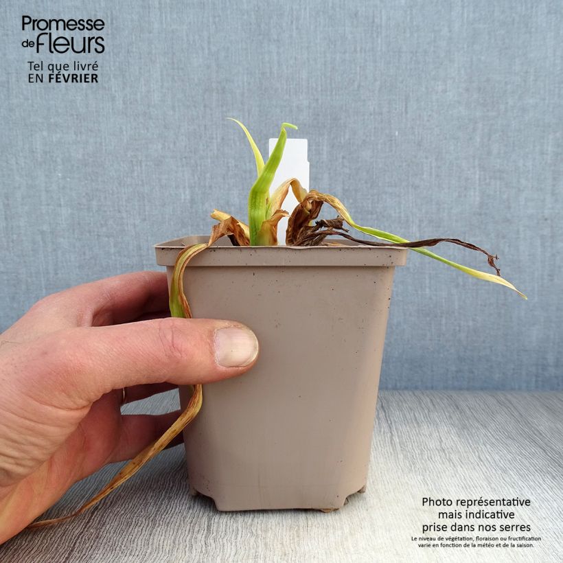 Example of Hémérocalle Black Stockings - Lis d'un Jour Pot van 1 l/1,5 l as you get in hiver