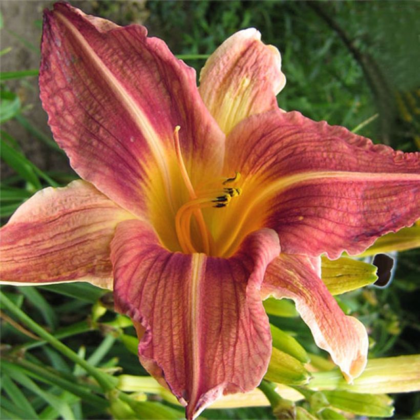 Hemerocallis Bold Ruler - Daglelie (Bloei)