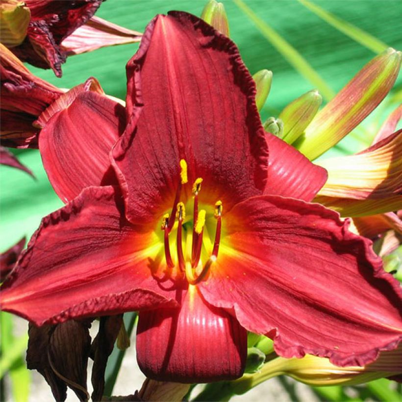 Hemerocallis Bonnie Boy - Daglelie (Bloei)