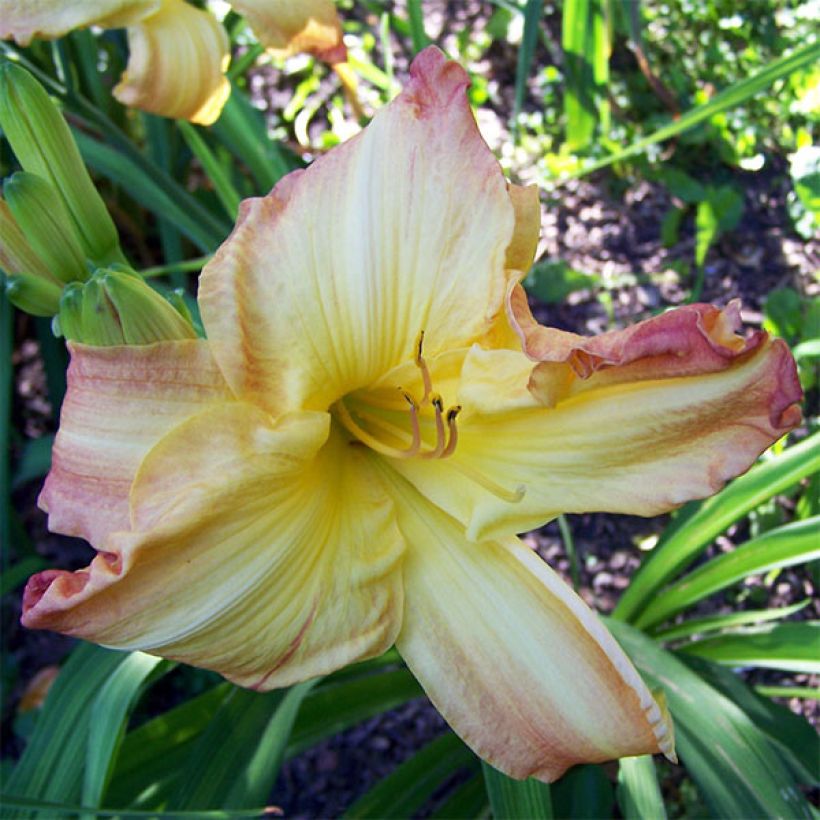 Hemerocallis Boom Town - Daglelie (Bloei)