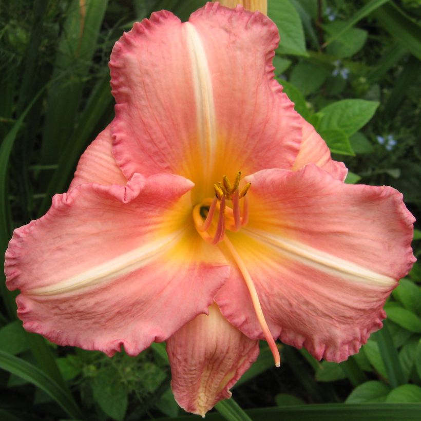 Hemerocallis Botticelli - Daglelie (Bloei)