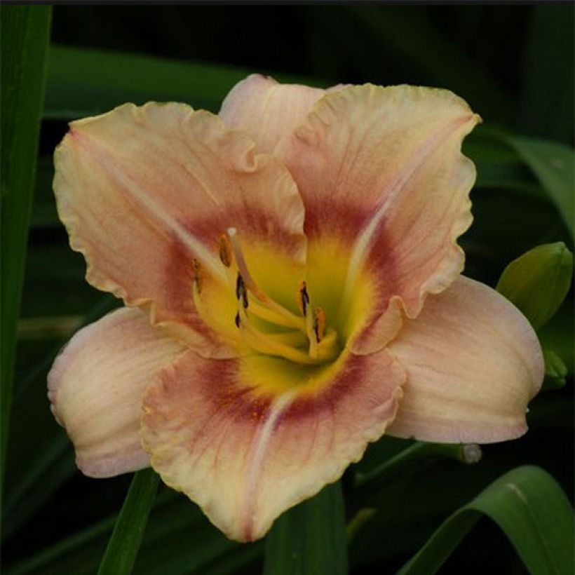 Hemerocallis Buffy s Doll - Daglelie (Bloei)