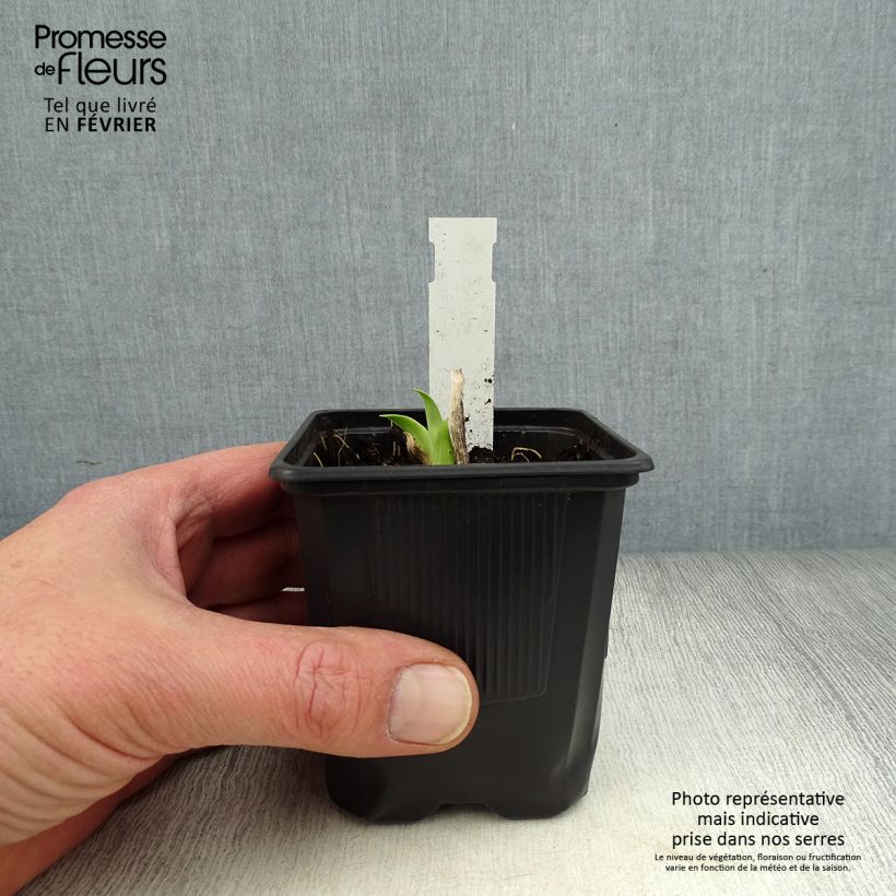 Example of Hémérocalle Burning Daylight - Lis d'un Jour Kweekpotje van 8/9 cm as you get in hiver