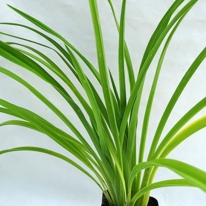 Hemerocallis Burning Daylight - Daglelie (Foliage)