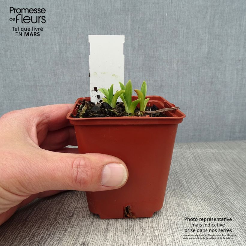 Example of Hémérocalle By Myself - Lis d'un Jour Kweekpotje van 8/9 cm as you get in hiver