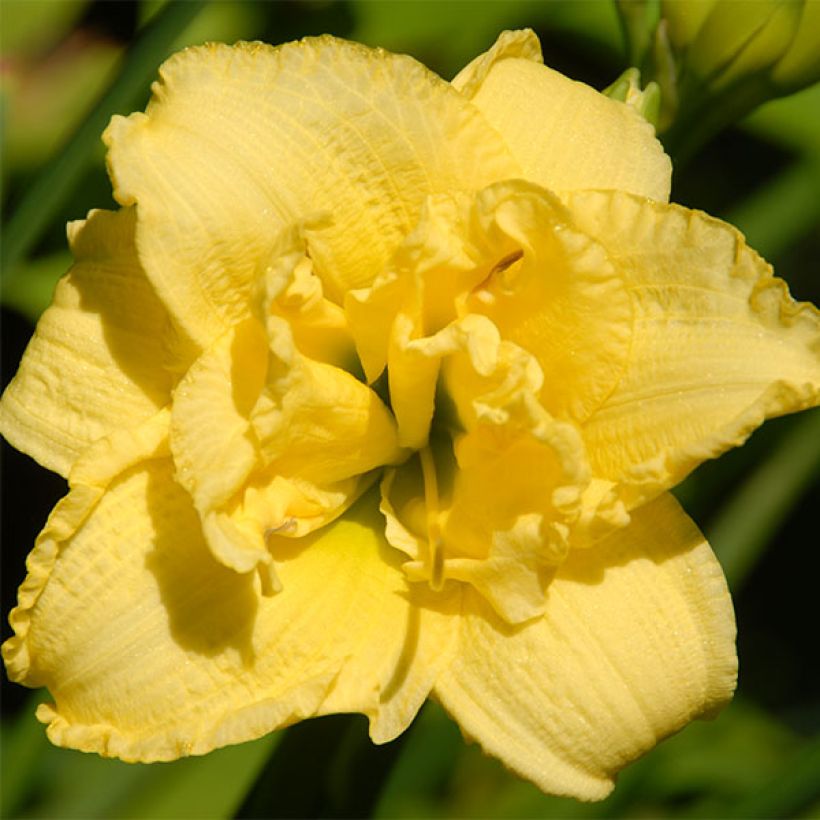 Hemerocallis Cabbage Flower - Daglelie (Bloei)
