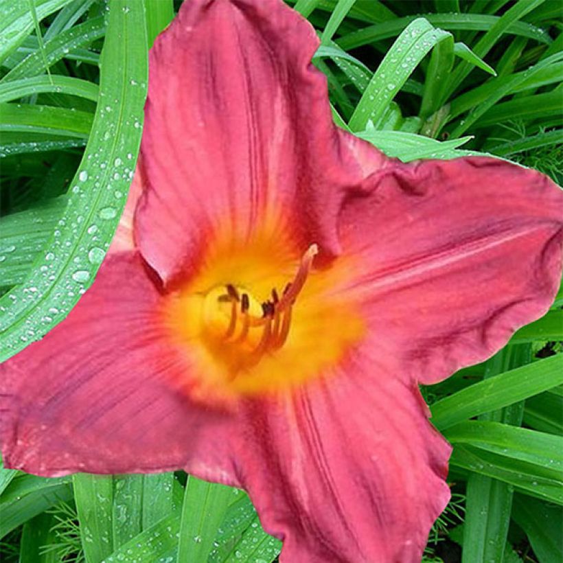 Hemerocallis Carnival Flair - Daglelie (Bloei)