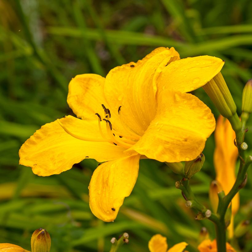 Hemerocallis Cartwheels - Daglelie (Bloei)