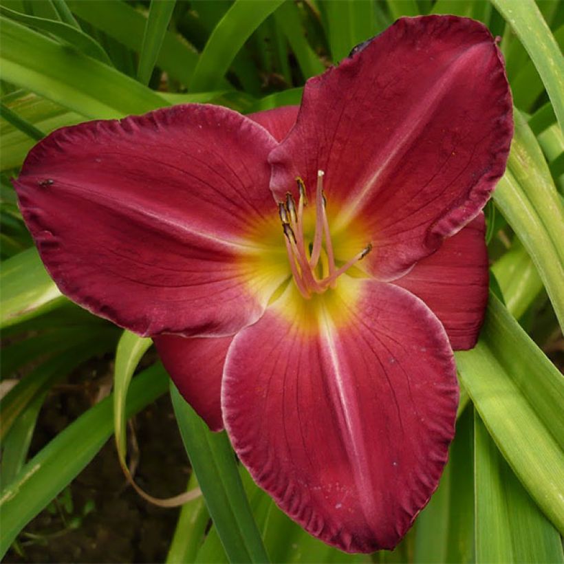 Hemerocallis Charles Johnson - Daglelie (Flowering)