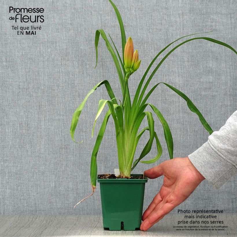 Exemplaar van Hemerocallis Charles Johnson - Daglelie Pot van 1 l/1,5 l zoals geleverd in de lente