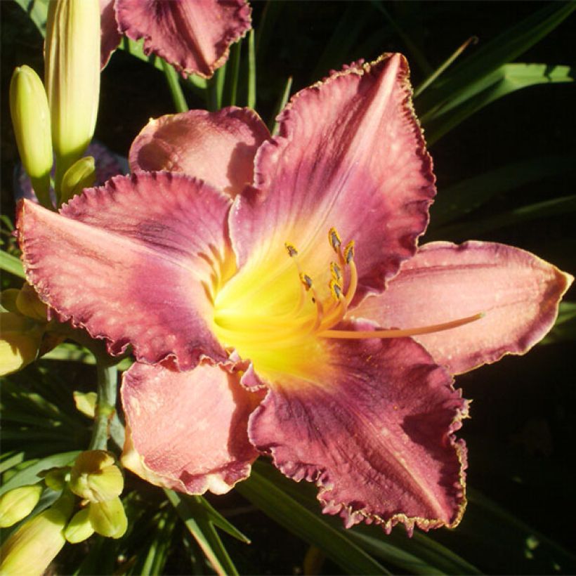 Hemerocallis Chicago Knobby - Daglelie (Flowering)