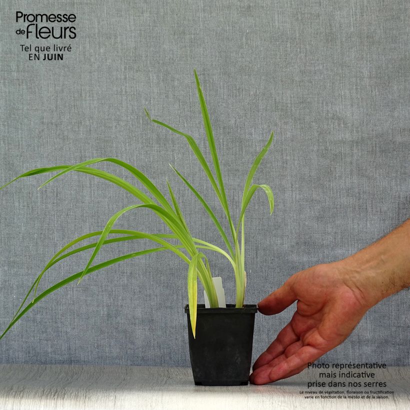 Exemplaar van Hemerocallis Chicago Knobby - Daglelie Kweekpotje van 8/9 cm zoals geleverd in de zomer
