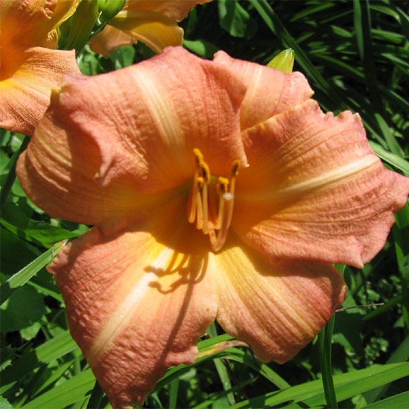 Hemerocallis Childrens Festival - Daglelie (Flowering)