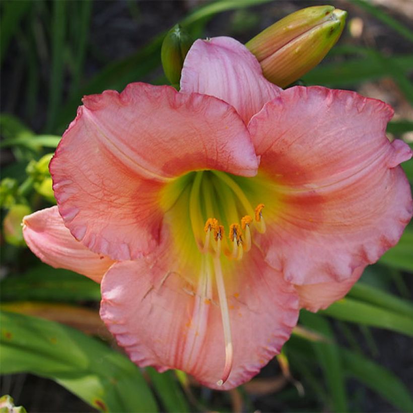 Hemerocallis Chorus Line - Daglelie (Bloei)