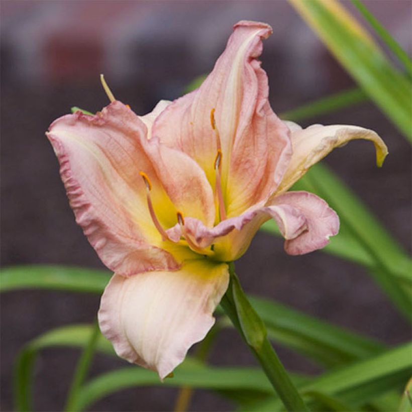 Hemerocallis Cindy Marie - Daglelie (Bloei)