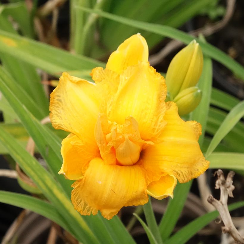 Hemerocallis Condilla - Daglelie (Bloei)