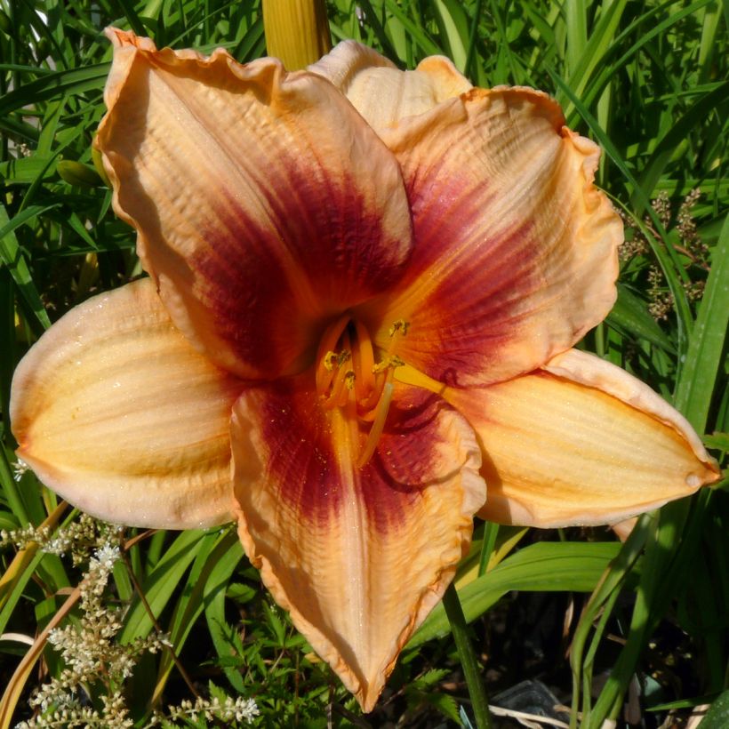 Hemerocallis Constance Eye - Daglelie (Bloei)