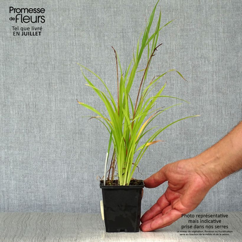Exemplaar van Hemerocallis Corky - Daglelie Kweekpotje van 8/9 cm zoals geleverd in de zomer