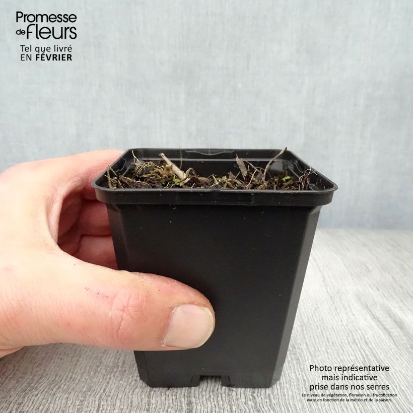 Example of Hémérocalle Corky - Lis d'un jour Kweekpotje van 8/9 cm as you get in hiver