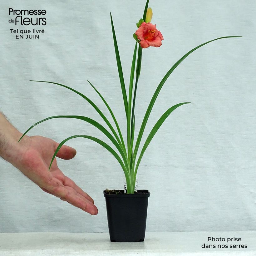 Exemplaar van Hemerocallis Cosmopolitan - Daglelie Kweekpotje van 8/9 cm zoals geleverd in de zomer