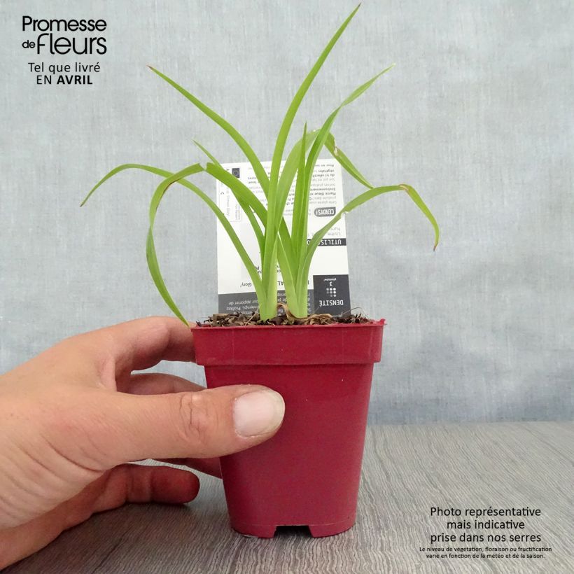 Exemplaar van Hemerocallis Crimson Glory - Daglelie Kweekpotje van 8/9 cm zoals geleverd in de lente